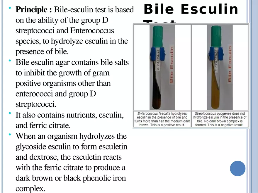 Bacterial Colonial Characteristics - Page 97