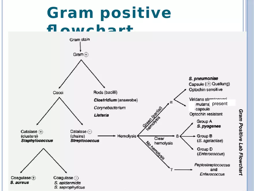 Bacterial Colonial Characteristics - Page 98