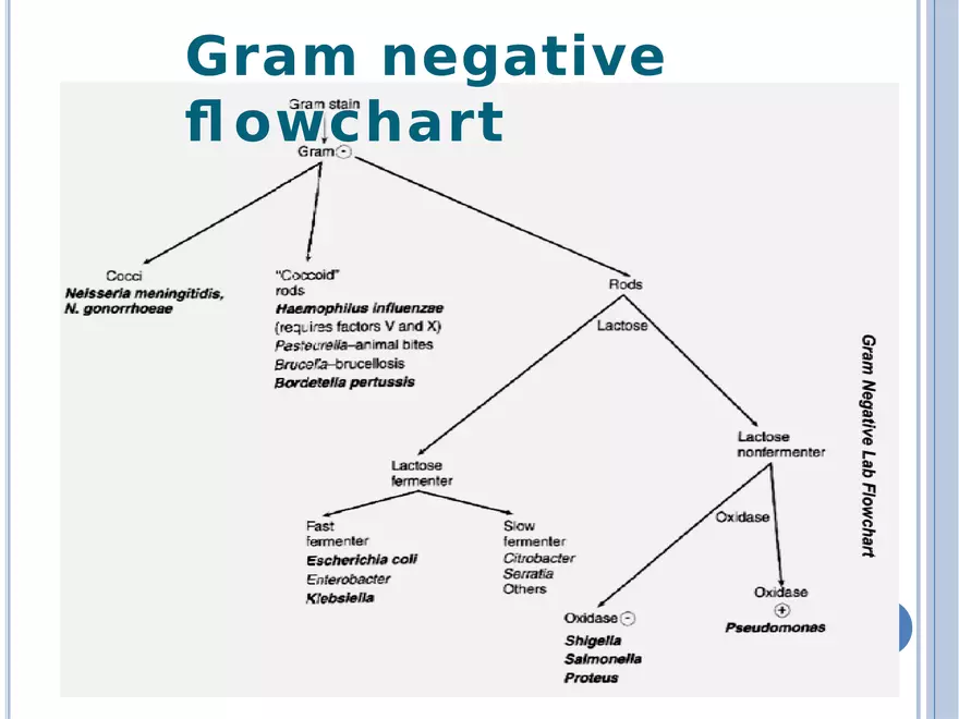Bacterial Colonial Characteristics - Page 99