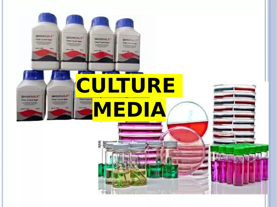 Bacterial Colonial Characteristics - Page 100