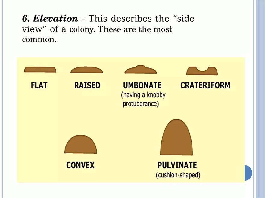 Bacterial Colonial Characteristics - Page 107