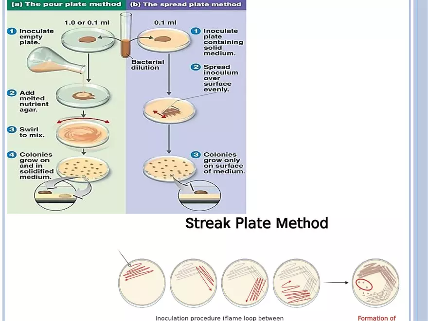 Bacterial Colonial Characteristics - Page 17