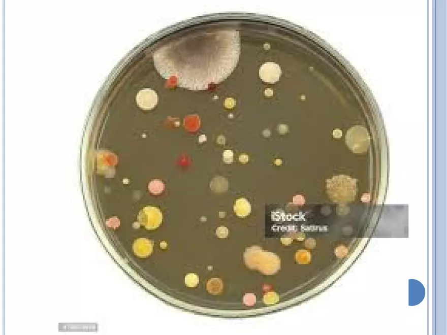 Bacterial Colonial Characteristics - Page 22
