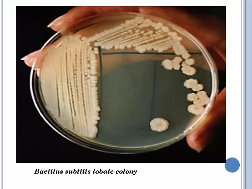 Bacterial Colonial Characteristics - Page 23