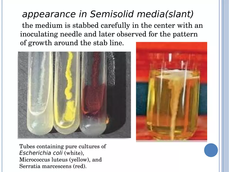 Bacterial Colonial Characteristics - Page 25