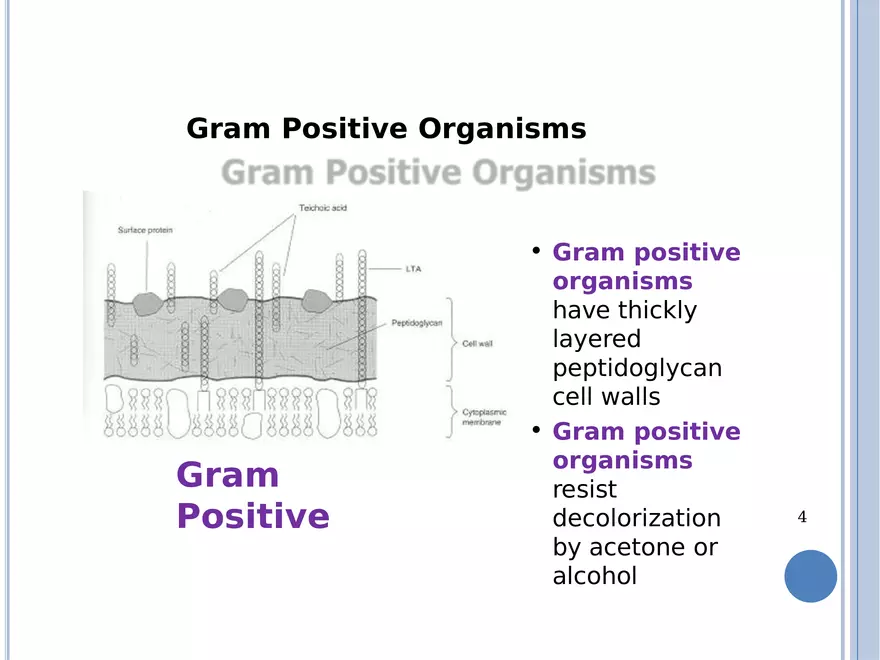 Bacterial Colonial Characteristics - Page 28