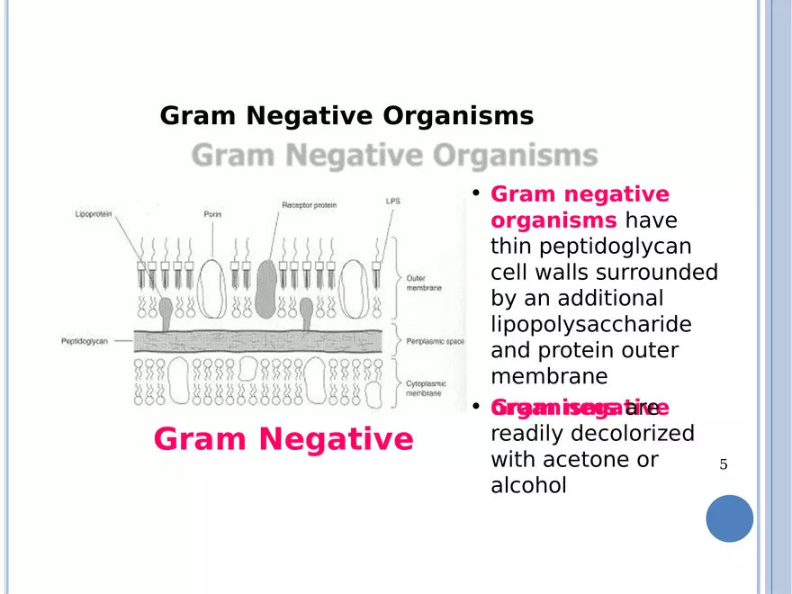 Bacterial Colonial Characteristics - Page 29