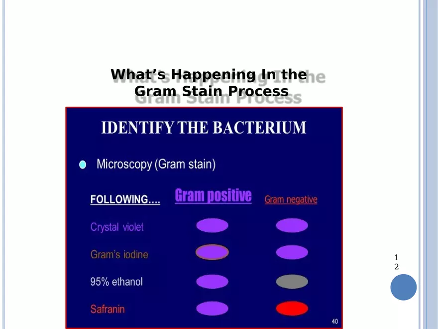 Bacterial Colonial Characteristics - Page 34