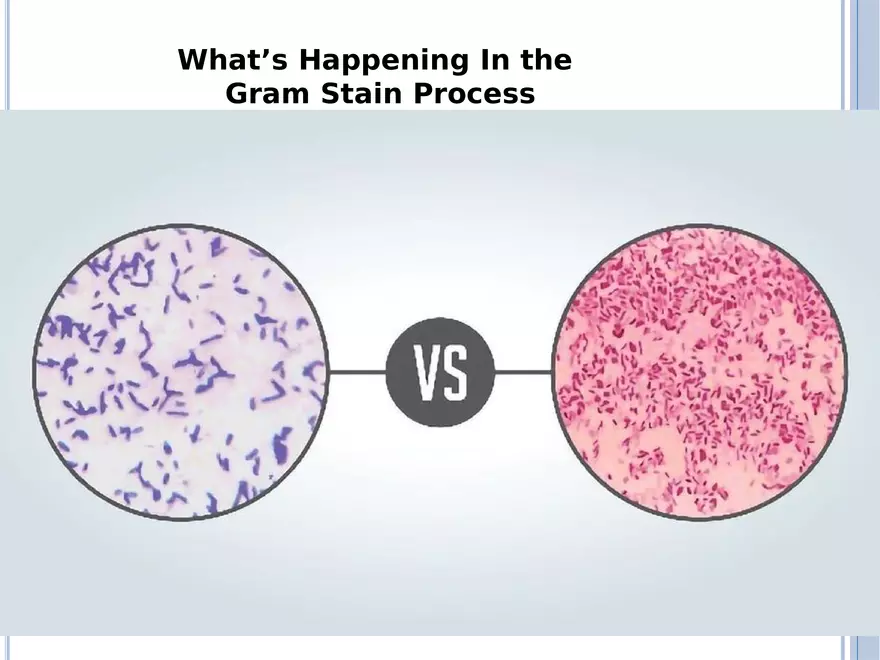 Bacterial Colonial Characteristics - Page 35