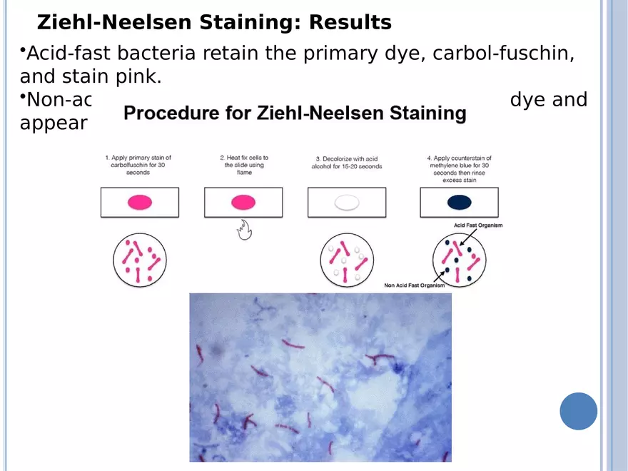 Bacterial Colonial Characteristics - Page 42