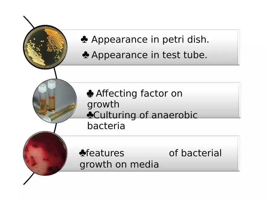 Bacterial Colonial Characteristics - Page 2