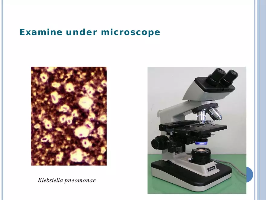 Bacterial Colonial Characteristics - Page 51
