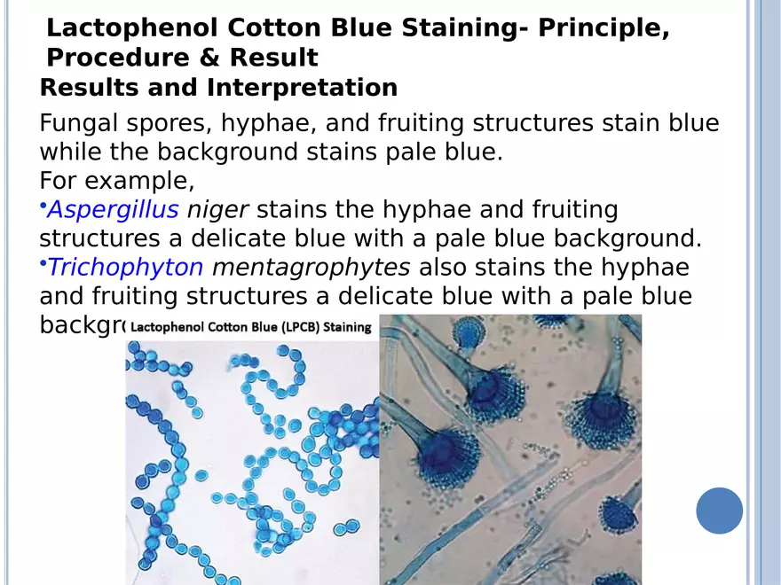 Bacterial Colonial Characteristics - Page 55