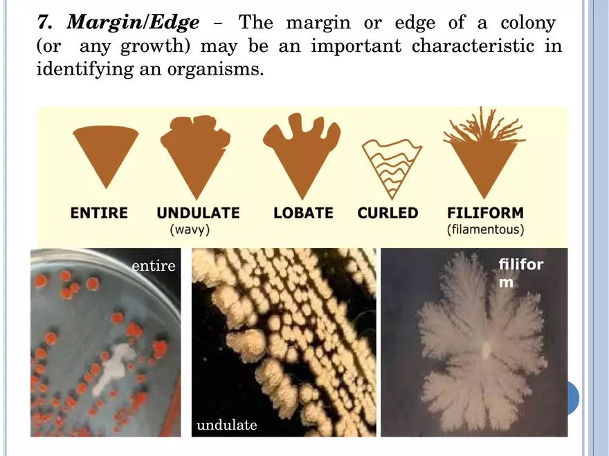 Bacterial Colonial Characteristics - Page 3