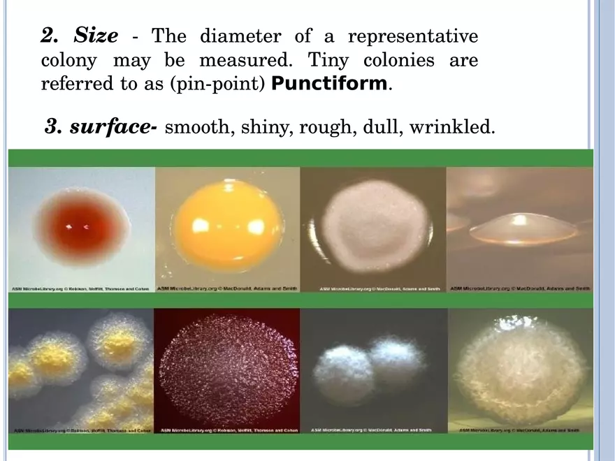 Bacterial Colonial Characteristics - Page 74