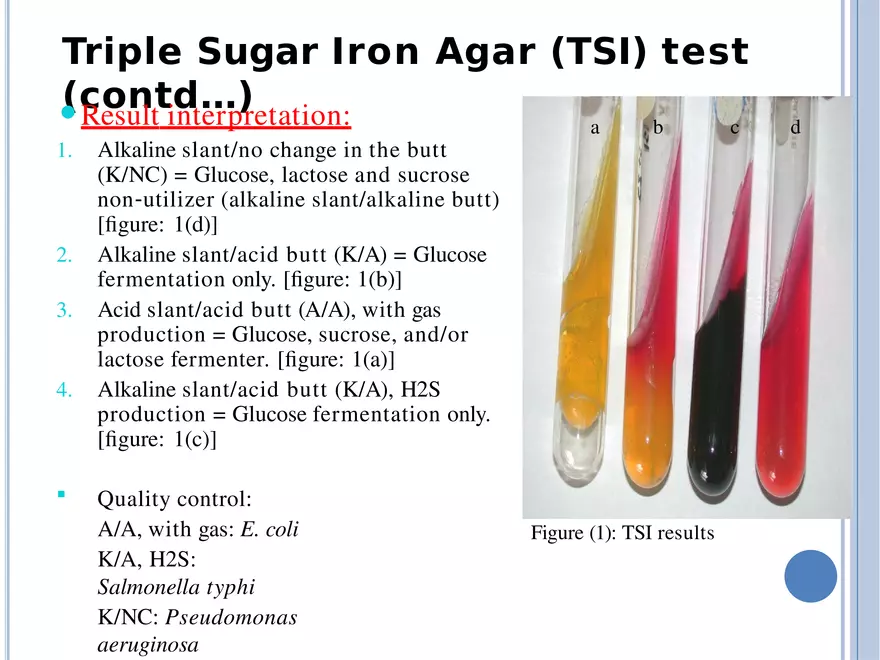 Bacterial Colonial Characteristics - Page 75