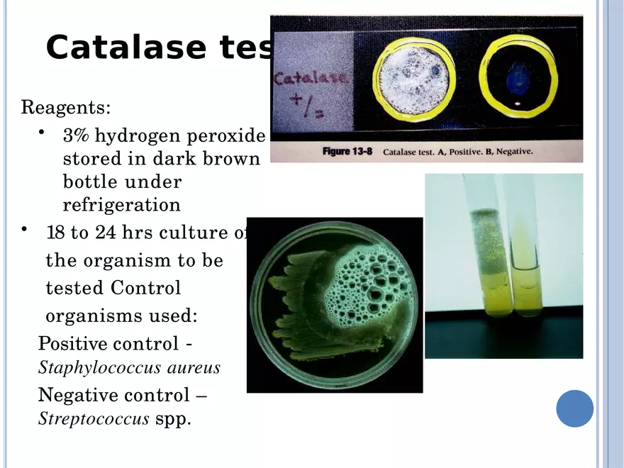 Bacterial Colonial Characteristics - Page 81