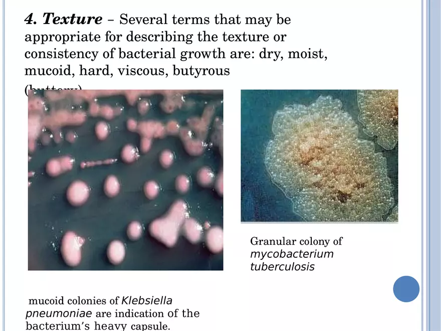 Bacterial Colonial Characteristics - Page 85