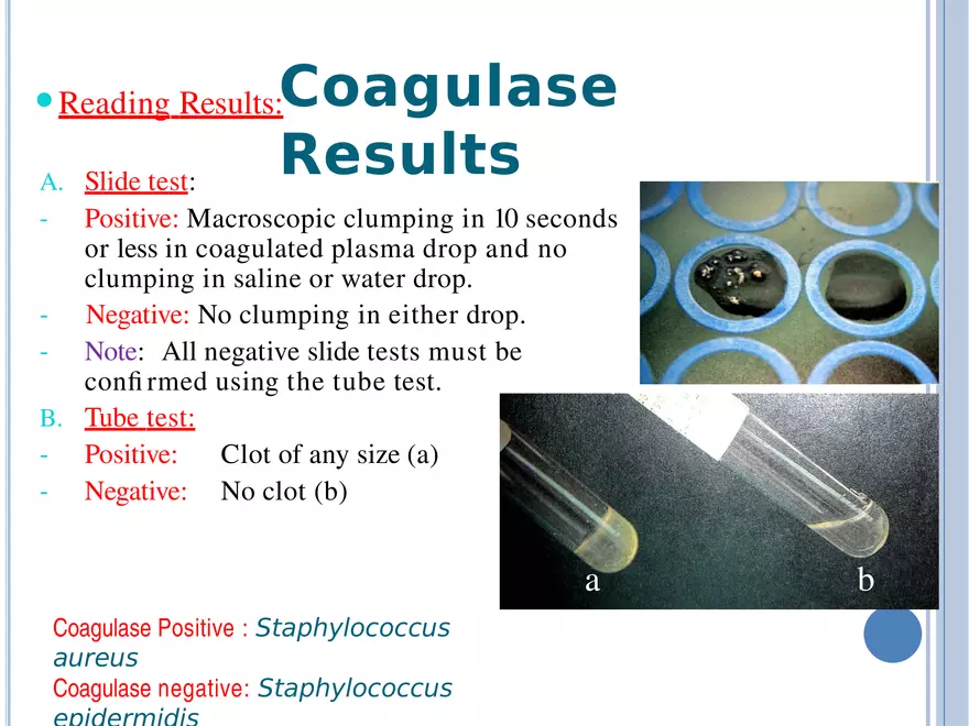 Bacterial Colonial Characteristics - Page 90