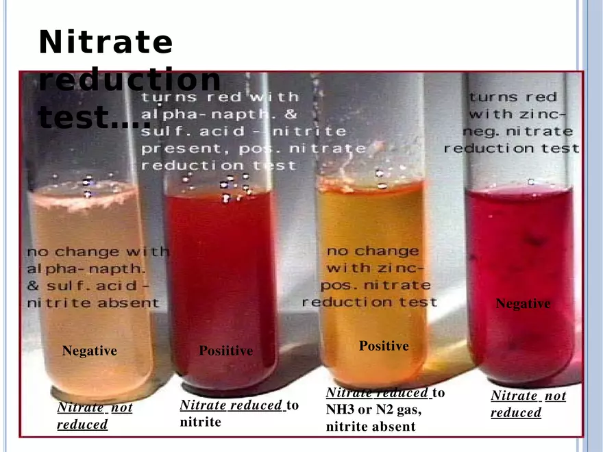 Bacterial Colonial Characteristics - Page 94