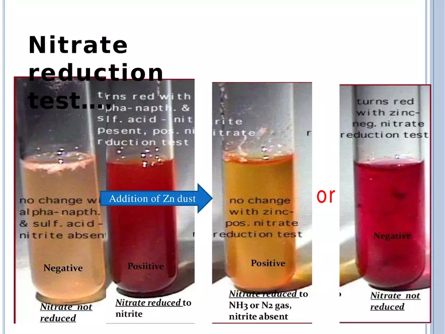 Bacterial Colonial Characteristics - Page 95