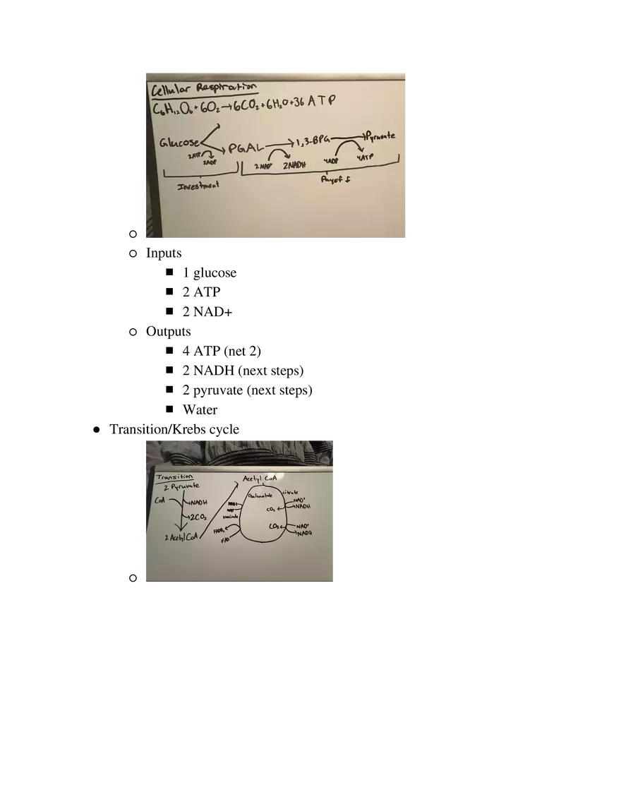 Biology Exam Note - Page 5