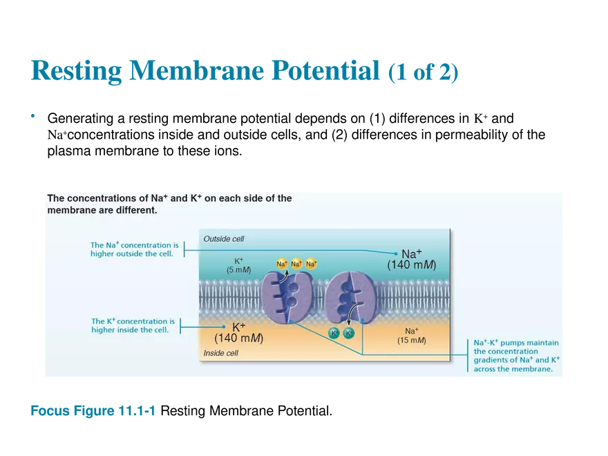 11.4  Membrane Potentials - Page 8