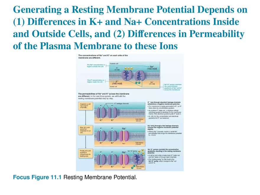 11.4  Membrane Potentials - Page 11