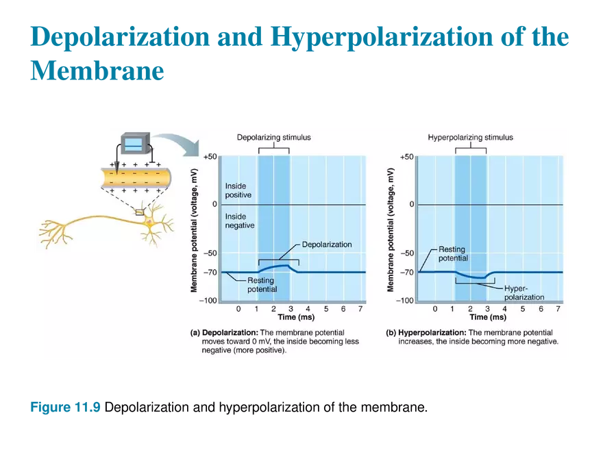 11.4  Membrane Potentials - Page 15