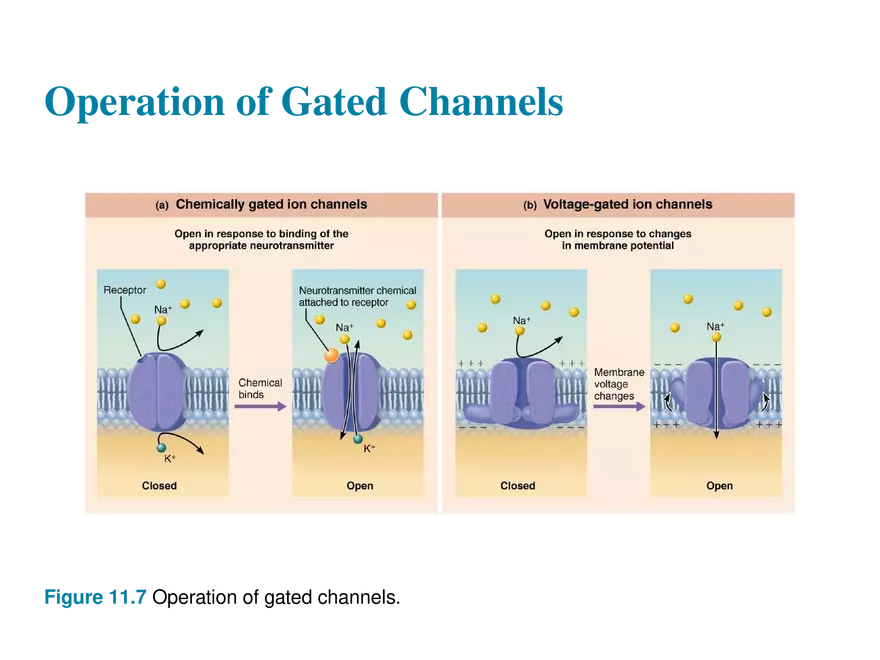 11.4  Membrane Potentials - Page 20