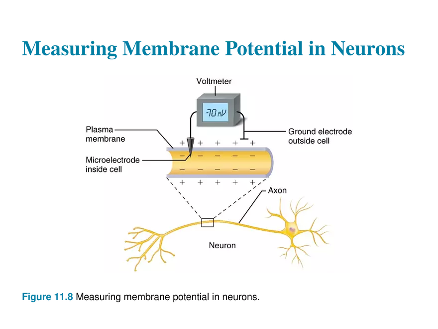 11.4  Membrane Potentials - Page 5