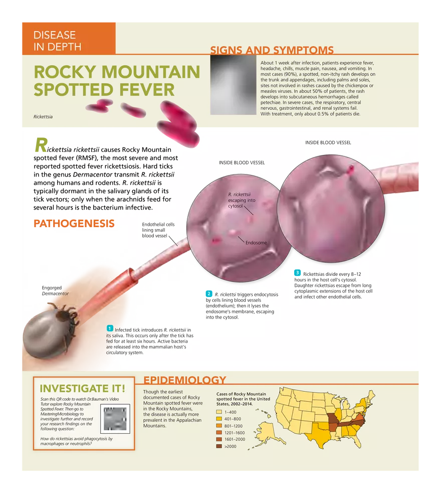 Microbial Diseases of the Skin and Wounds - Page 7