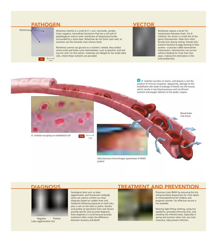 Microbial Diseases of the Skin and Wounds - Page 8