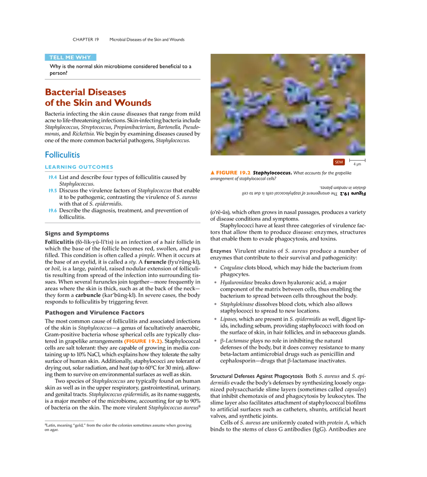Microbial Diseases of the Skin and Wounds - Page 13