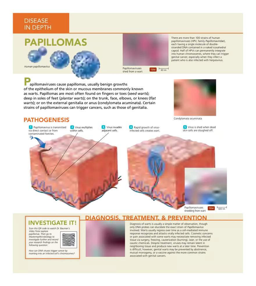Microbial Diseases of the Skin and Wounds - Page 17