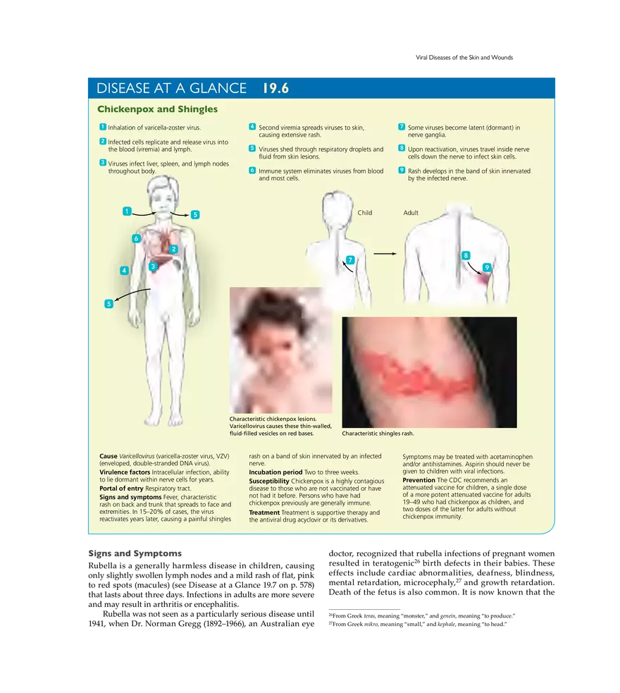 Microbial Diseases of the Skin and Wounds - Page 19