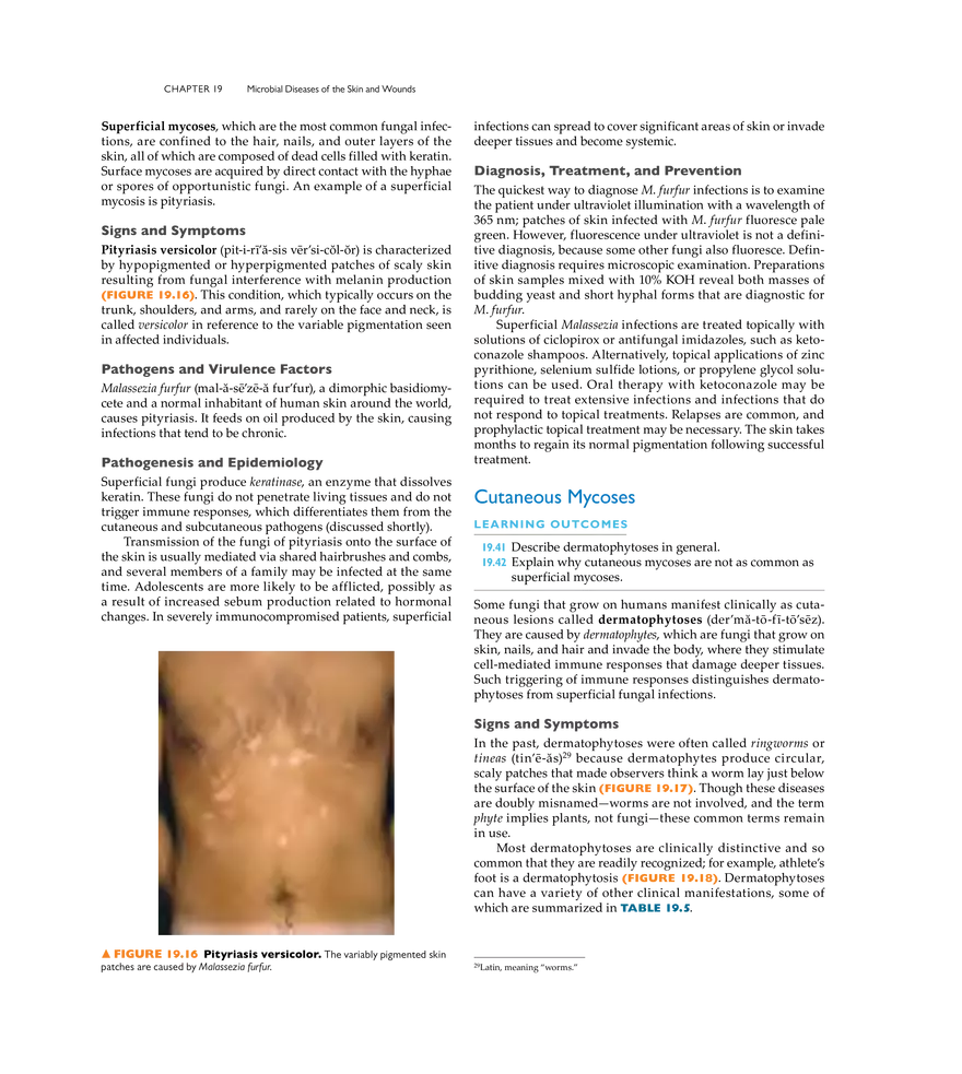 Microbial Diseases of the Skin and Wounds - Page 25