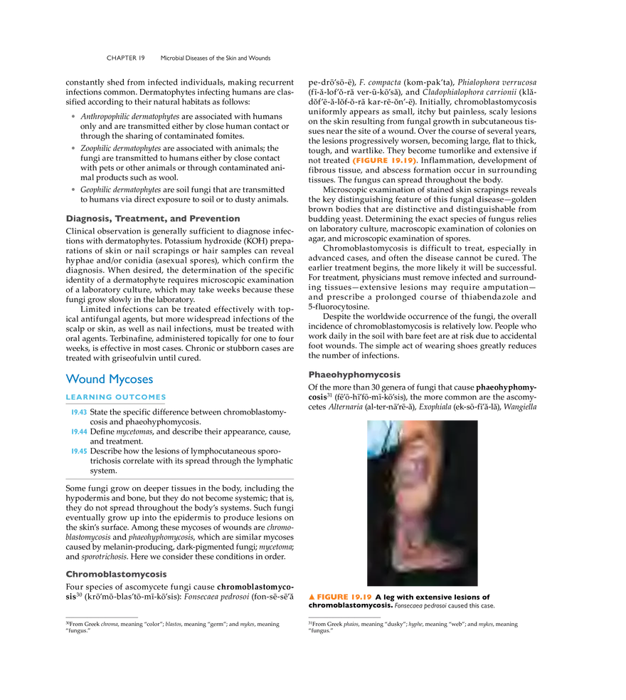 Microbial Diseases of the Skin and Wounds - Page 27