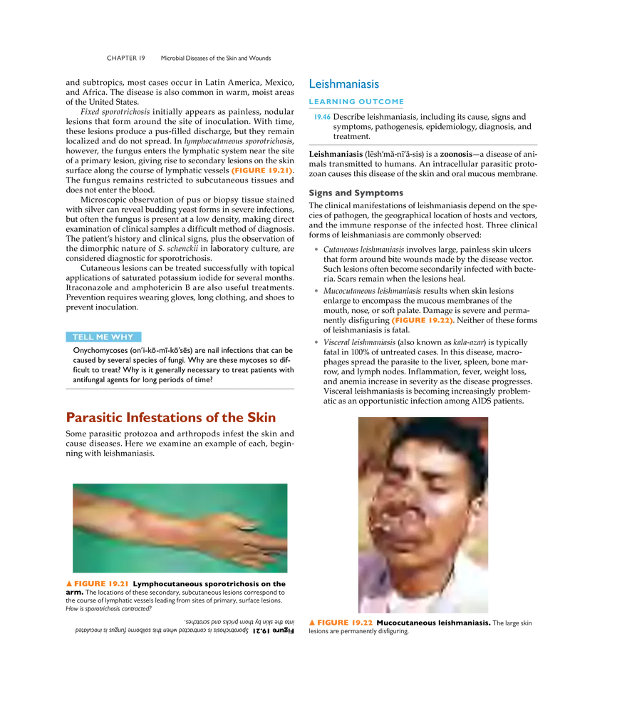 Microbial Diseases of the Skin and Wounds - Page 29