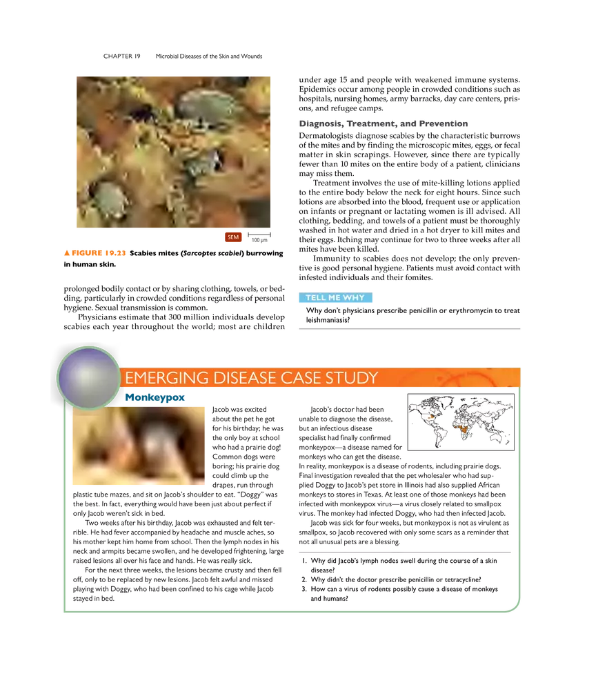Microbial Diseases of the Skin and Wounds - Page 31