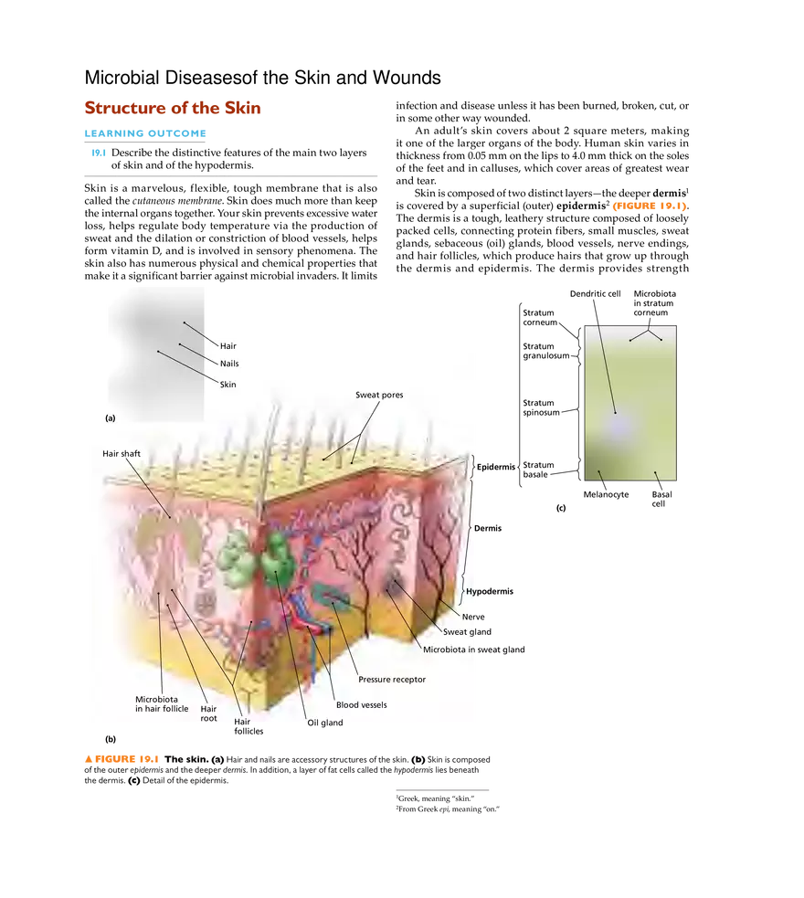 Microbial Diseases of the Skin and Wounds - Page 1