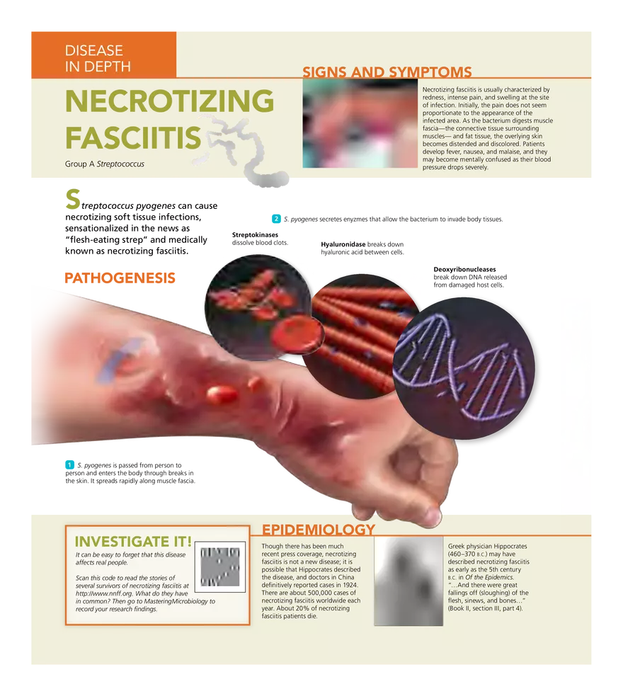 Microbial Diseases of the Skin and Wounds - Page 42