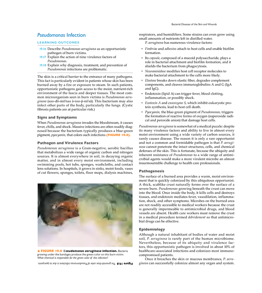 Microbial Diseases of the Skin and Wounds - Page 4