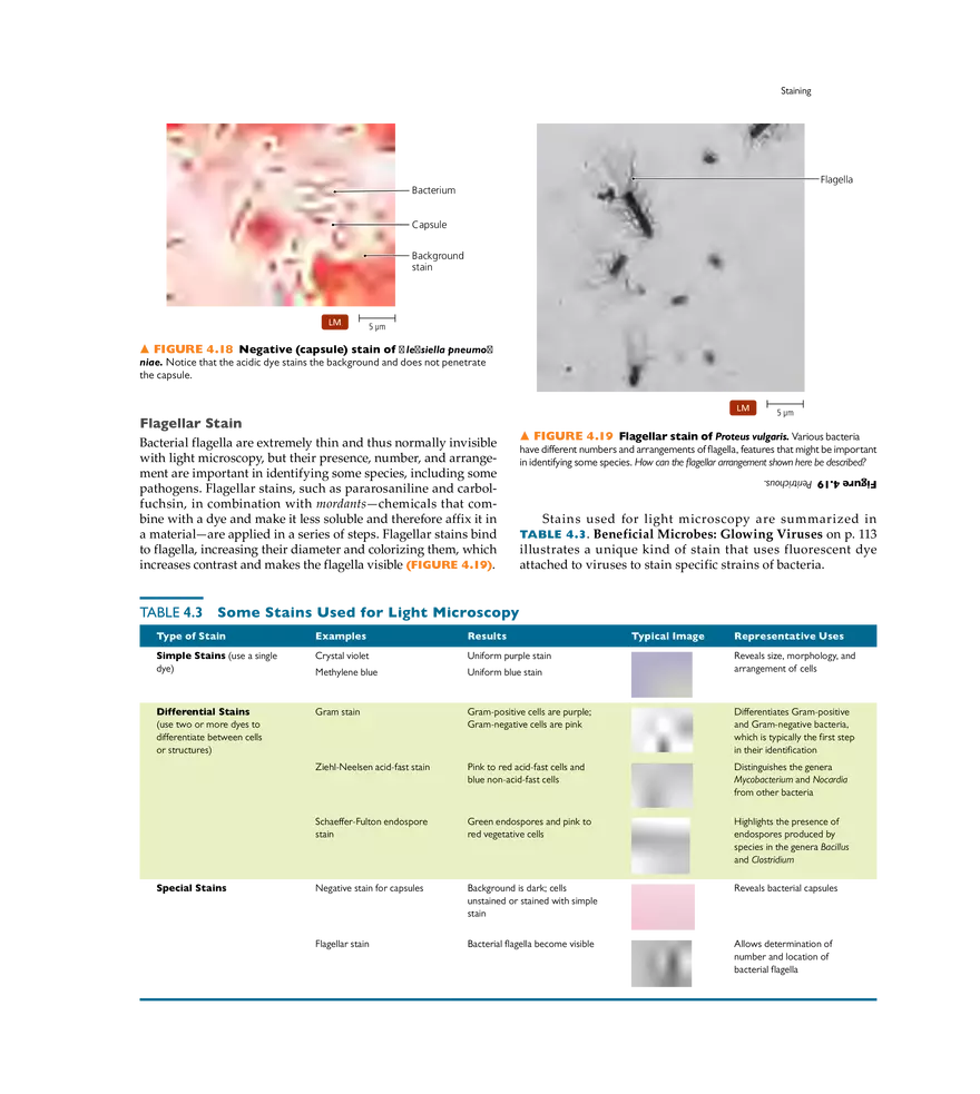 Microscopy, Staining, and Classification - Page 7