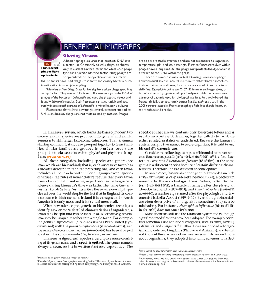 Microscopy, Staining, and Classification - Page 9
