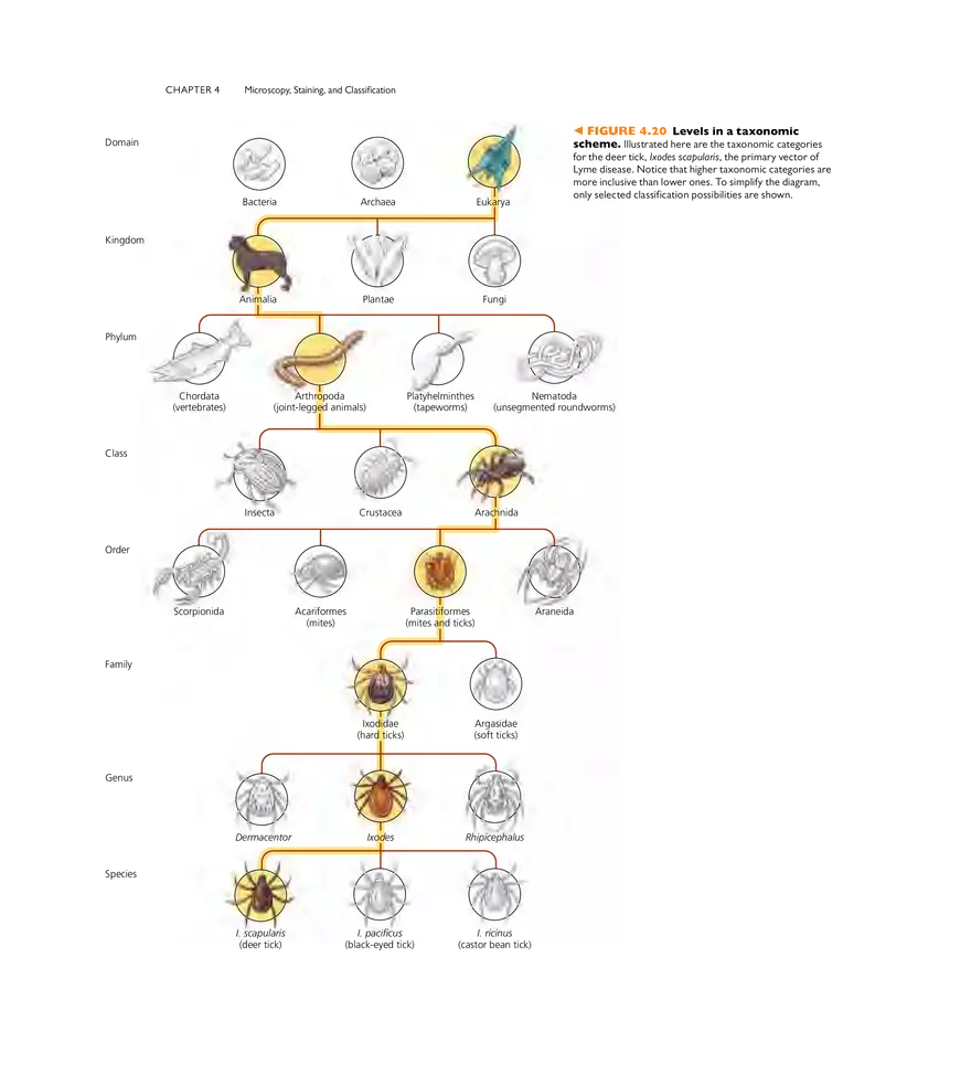Microscopy, Staining, and Classification - Page 10