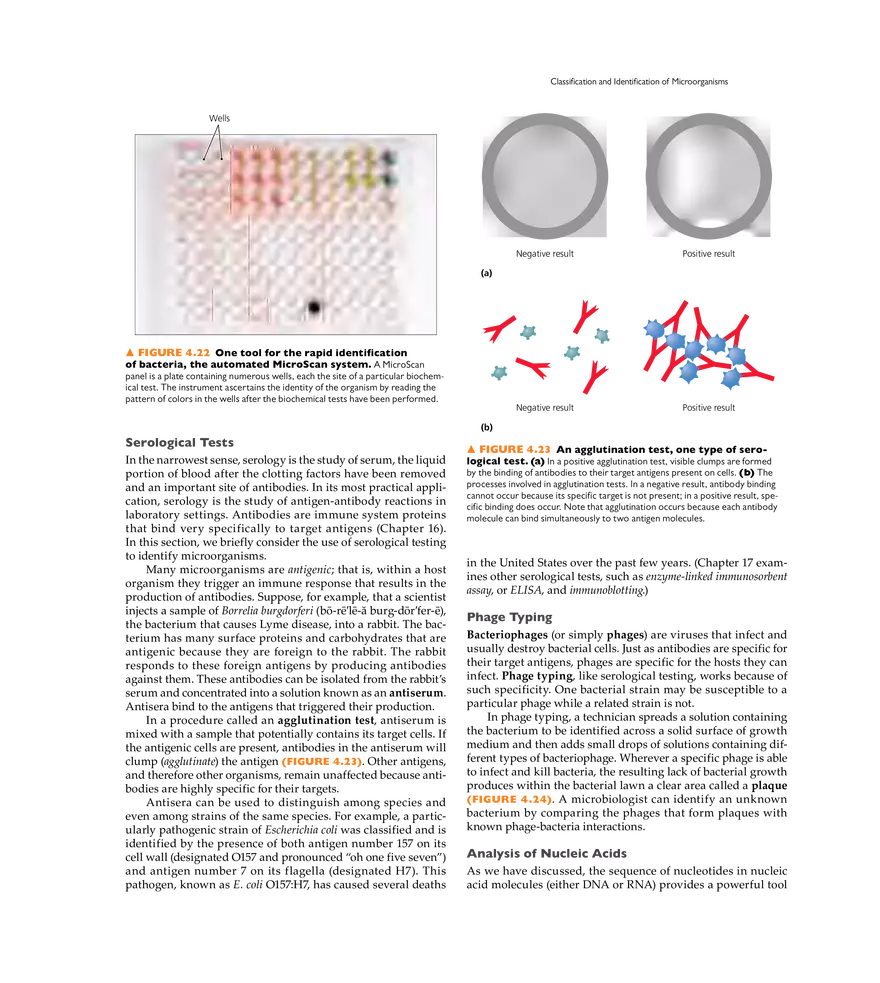 Microscopy, Staining, and Classification - Page 14