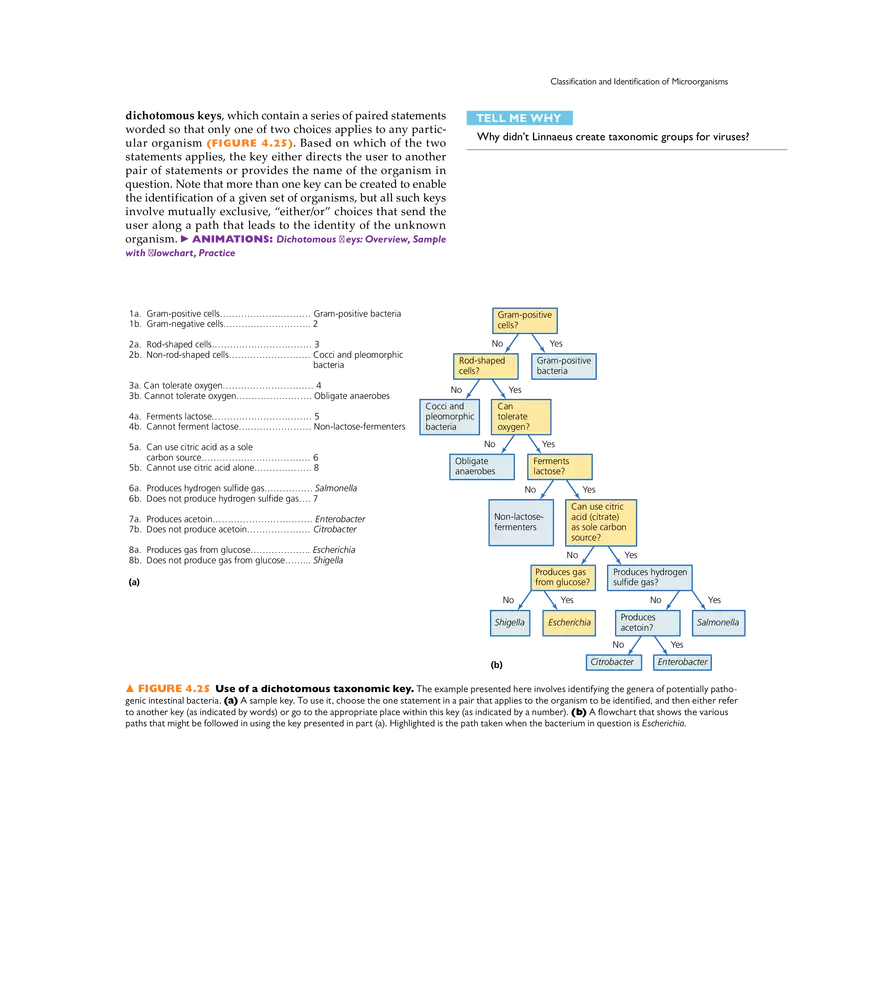 Microscopy, Staining, and Classification - Page 16