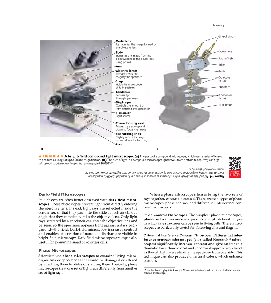 Microscopy, Staining, and Classification - Page 22