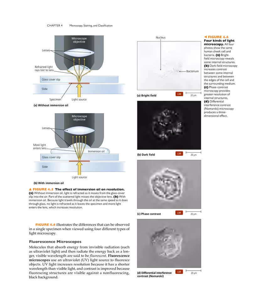 Microscopy, Staining, and Classification - Page 23
